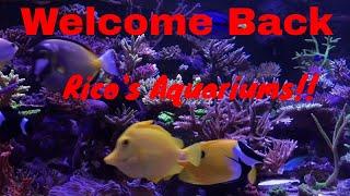 Welcome Back to Rico's Aquariums/Rico's Reeftank