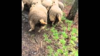 Pumi herding