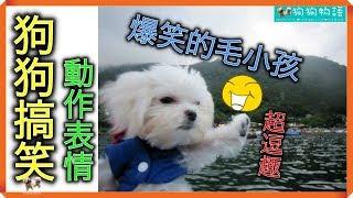 （狗狗搞笑）爆笑的毛小孩，動作表情超逗趣的毛小孩 pet funny