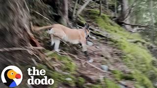 Dog Gets Lost In The Woods — So She Took Her Dog On A Rescue Mission | The Dodo