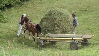 Romania, Transylvania Hay Camp 2015 Part 2 (of 3)