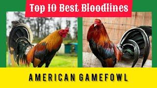 Top 10 best Chiken Bloodlines