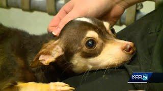 Good Samaritan rescues emaciated dog thrown in dumpster