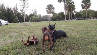 Doberman Pinscher Puppies Reunite With Their Liter One Last Time (Featuring Mila & Zeus)