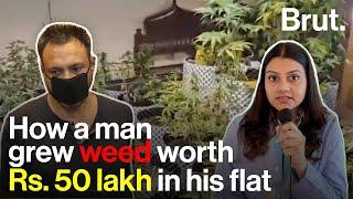 Man grows weed worth Rs. 50 lakh in his flat