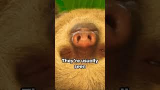 6 Sloth Secret Facts!