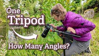 One Flower, One K&F CONCEPT Tripod – How Many Angles Can I Really Get?