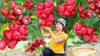 Harvesting Otaheite Apples Go To The Market Sell,Make Juice Otaheite Apple |Harvesting Farm Produce