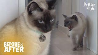 Once Loving Siamese Cat Couple At War Every Day | Before & After Makeover Ep 40