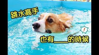 柯基犬肥油 X 跳水高手也有_____的時候