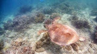 MABUL ISLAND SNORKELING