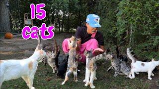 Having 15 cats is crazy!