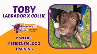 Toby the Labrador | 2 Weeks Residential Dog Training