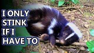 Skunk facts: not always stinky! | Animal Fact Files