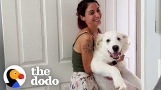 Woman's Rescue Dog Doesn't Know How Big He Is | The Dodo