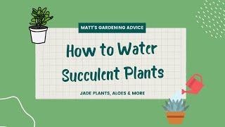 How to Water Succulents (Jades, Aloes, & More!)