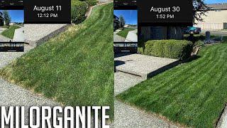 Milorganite - make your lawn deep green - Hard to find in the pacific northwest - how to apply