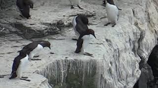 Razorbills/Lesser auks (Alki zwyczajne/Alki krzywonose)