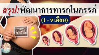 พัฒนาการทารกในครรภ์ : สรุปพัฒนาการทารกในครรภ์ 1-9 เดือน! | พัฒนาการลูกในครรภ์ | คนท้อง Everything