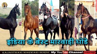 Marwari horse of best breed from India Marwari Horse