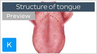 Surface anatomy of the tongue (preview) - Human Anatomy | Kenhub