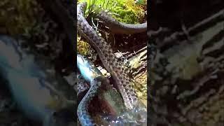 A snakes Caught Fish ثعبان اصطاد سمكة - Nature Topics