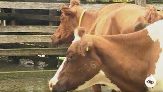 Para realizar cruces entre razas bovinas criollas se necesita una raza inglesa - La Finca de Hoy