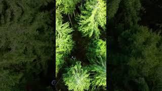 What my Drone see  #ziedproduction #shortsyoutube #austria #النمسا #österreich #shorts #forest