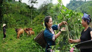 Mother helps kind uncle herd cows - Phan sells melons to earn extra income