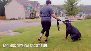 Rehabilitation with aggressive rottweiler