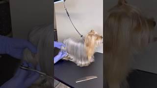 Yorkie long hair trimming #yorkshire #yorkie #doggroominglife
