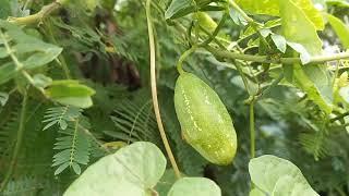 Our Simple Life in The Philippines//We Found a Wild Cucumber// Arianna Got Her New Glasses...