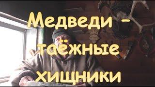 Медведи - таёжные хищники