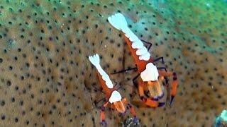 Praxis-TV: Beautiful Imperator shrimp on sea cucumber