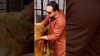 Lion attack on my hand (mian saqib)