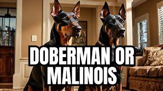 Doberman vs Malinois: Best Guard Dog Breed for Protection and Family | Belgian Malinois | Cane Corso