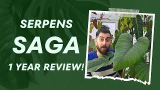  Philodendron Serpens: My Honest 1-Year Verdict!  | From Unboxing to Now