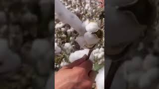 Picking cotton