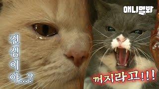 I was a car.. 나는 차였다. 카사노바 고양이 앞에 나타난 철벽냥이ㅋㅋㅣCat Gets Rejected By His Crush And Cries