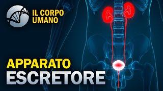 Apparato Escretore (Apparato Urinario) - Il Corpo Umano