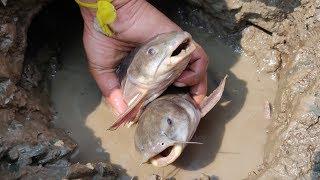 Find Giant Catfish In Secret Hole | Dry Season Fish Searching