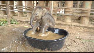 Baby Elephant Chaba First Time In The BathTub - ElephantNews