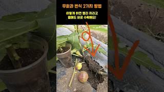 무화과 번식 2가지방법 이렇게하면 빨리 자라고 열매도 바로 주렁주렁 마디마다 바로 수확해요 #무화과키우기