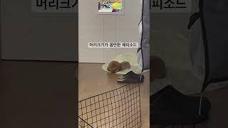 우리집에 대두가 살아요…(?) #강아지 #강아지브이로그 #말티푸 #puppy #귀여운강아지 #강아지일상 #cutedog