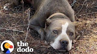 Pittie Found Tied To A Fence Goes Glamping With Her New Parents | The Dodo