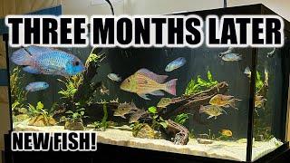 150 Gallon South American Cichlid Tank | New Fish & Breeding!