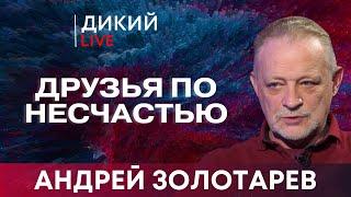 Поджав хвосты. Андрей Золотарев. Дикий LIVE.