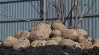 Huge CROPS of POTATOES or 650 kg. potatoes 1 sq. m.!│Bashinkom