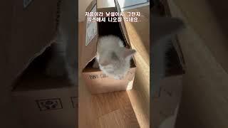 새끼고양이를 입양했어요. #shorts #cat