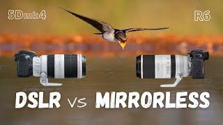 DSLR vs mirrorless for wildlife photography | Canon 5Dmk4 + 100-400mm II vs Canon R6 + 100-500mm RF